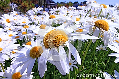 Daisy flowers in bloom Stock Photo