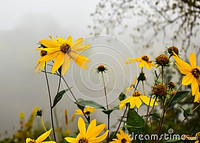 Daisies in Eau Claire, Wisconsin Stock Photo