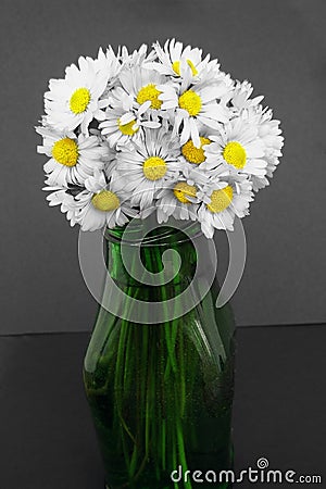 Daisy flowers bouquet in a vase Stock Photo