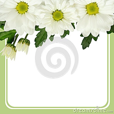 Daisy flowers edge and frame Stock Photo