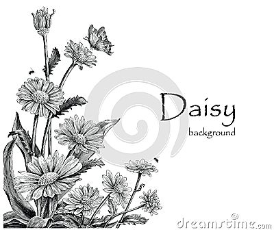 Daisy flowers hand drawing vintage on white background Vector Illustration