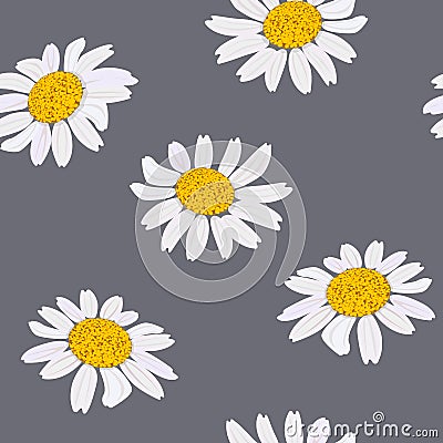 Daisy flowers heads. Seamless pattern. Vector illustration. Purple background Vector Illustration