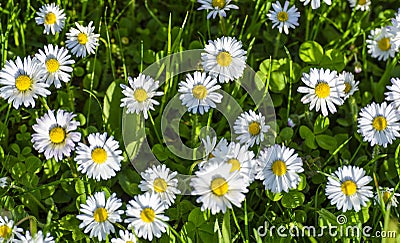 Daisy flowers Stock Photo