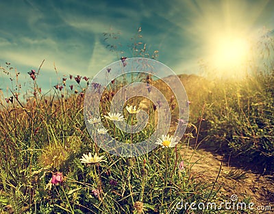 Daisy flowers on the mountain tableland Stock Photo