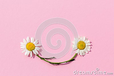 Daisy flowers smile on the pink background.Spring summer composition frame Stock Photo