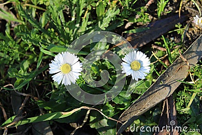 Daisy flowers in Spain Stock Photo