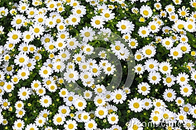 Daisy flowers Stock Photo