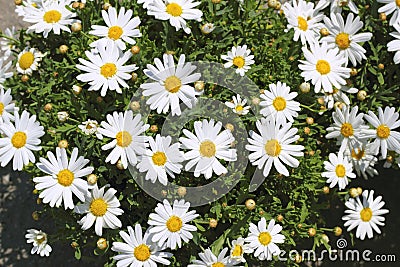 Daisy flowers in yellow white garden Stock Photo