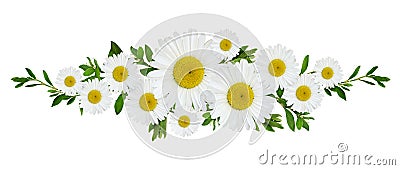 Daisy flowersand green grass in a line floral arrangement isolated on white Stock Photo