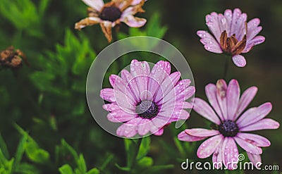 Daisy gerbera Stock Photo