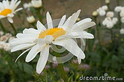 Daisy and green leaves - close up Stock Photo