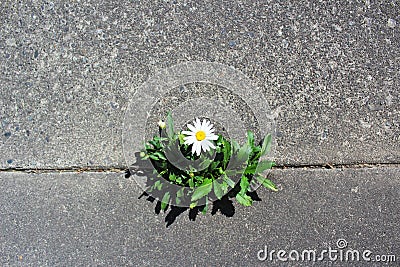 Daisy grows in a crack in the street Stock Photo