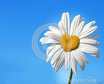 Daisy with heart Stock Photo