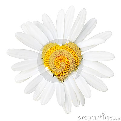 Daisy with heart in center Stock Photo