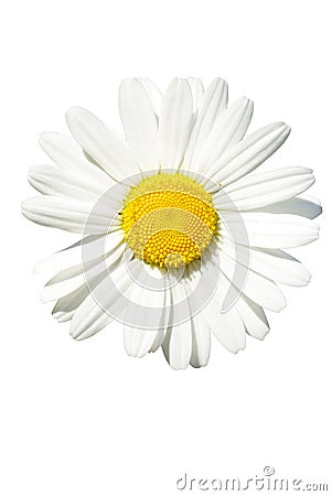 Daisy isolated Stock Photo