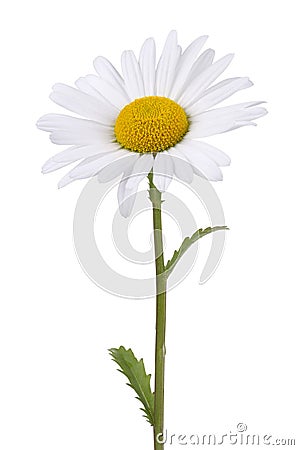 Daisy isolated on white Stock Photo