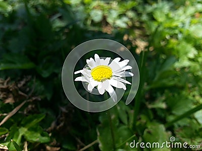 Daisy Stock Photo