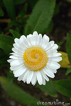 Daisy Leucanthemum maximum Stock Photo