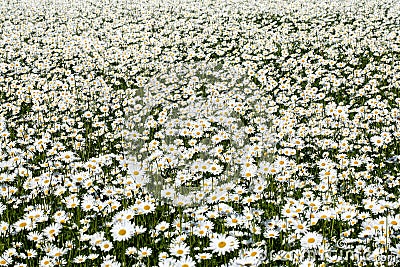 Daisy Leucanthemum vulgare field Stock Photo