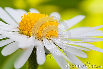 Daisy (Leucanthemum vulgare) Stock Photo