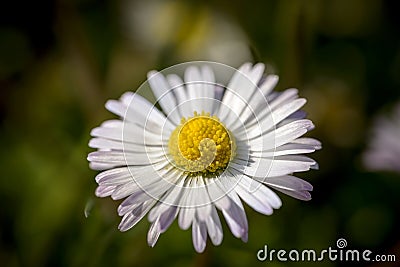 Daisy Stock Photo