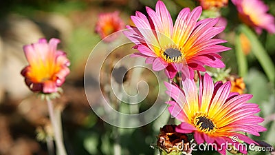 Daisy of marguerite colorful bloemen california usa. meerkleurig paarse violet geblazen ster of kaap. thuis stock footage Daisy of marguerite colorful bloemen california usa. meerkleurig paarse violet geblazen ster of kaap. thuis stock footage