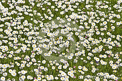 Daisy meadow Stock Photo