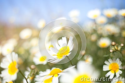 Daisy Meadow Stock Photo