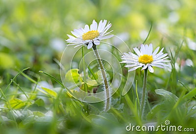 Daisy in the meadow Stock Photo