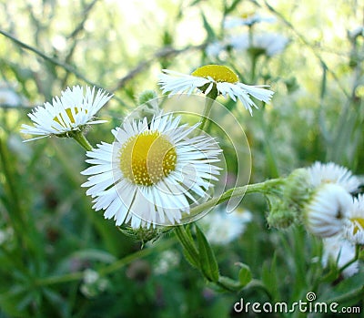 Daisy Stock Photo