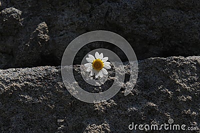 A daisy between the old stones Stock Photo