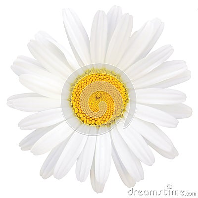 Daisy Oxeye Isolated Macro Closeup Stock Photo