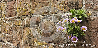 A Daisy Plant Growing in a Stone Wall Stock Photo