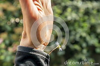 A daisy pokes out of the sleeve of a jacket on a male arm Stock Photo