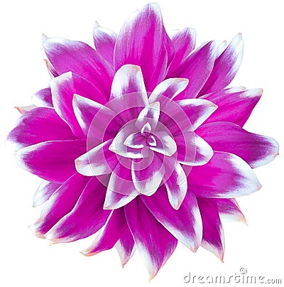 Daisy purple. Flower on isolated white background with clipping path without shadows. Close-up. For design. Stock Photo