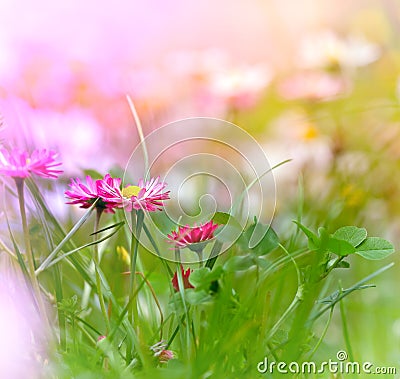 Daisy with purple petals and clover Stock Photo