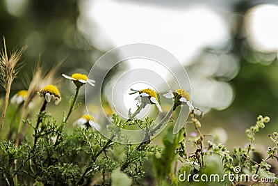 Daisy roots are used in the treatment of scurvy Stock Photo