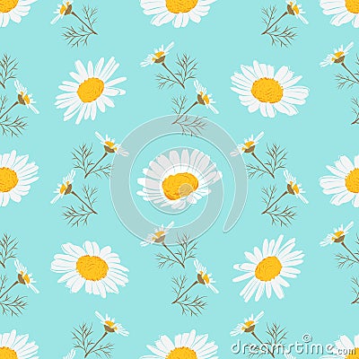 Daisy seamless pattern, Chamomile background. Blooming daisies on a gentle turquoise background. Vector pattern Vector Illustration