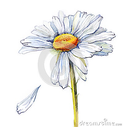 Daisy (series C) Stock Photo