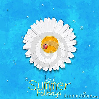 Daisy summer flower. Chamomile Vector Illustration