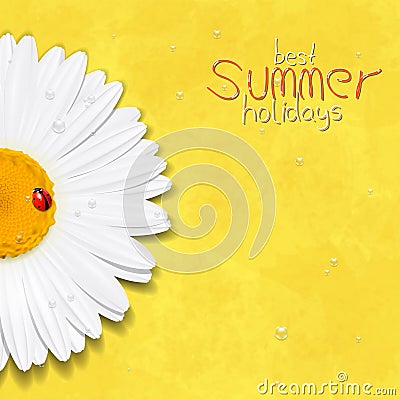 Daisy summer flower. Chamomile Vector Illustration