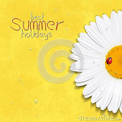 Daisy summer flower. Chamomile. Best Summer holidays Vector Illustration