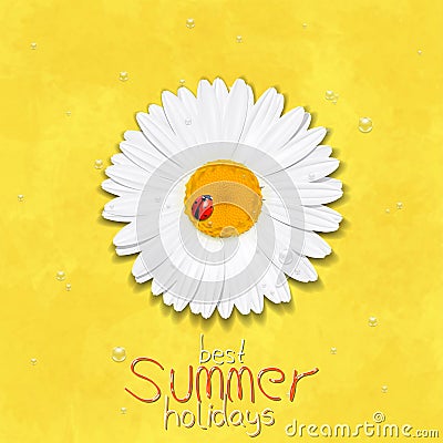 Daisy summer flower. Chamomile. Best Summer holidays Stock Photo