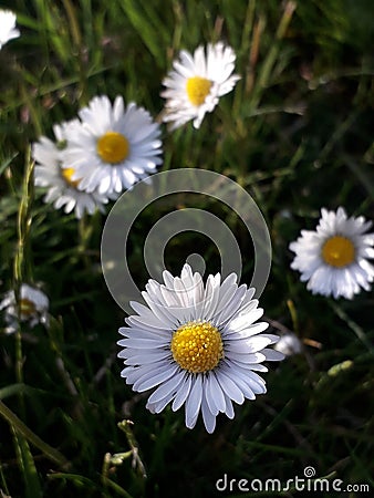 daisy, wee flowers on garden, wild flowers herbs Stock Photo