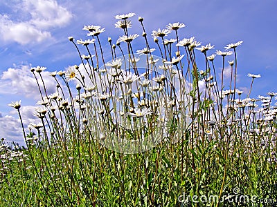 Daisywheels on field Stock Photo