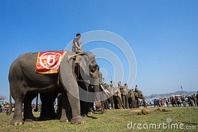 Dak Lak , Vietnam - March 12, 2017 : Elephants stand in line before the race at racing festival by Lak lake in Dak Lak, center hig Editorial Stock Photo