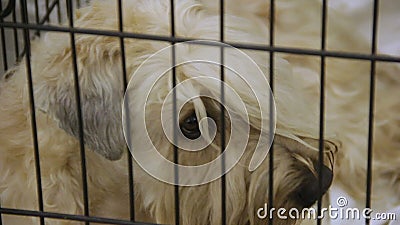 Dakloos Wheaten Terrier bij hondschuilplaats met ogenhoogtepunt van droefheid en verdriet stock footage Dakloos Wheaten Terrier bij hondschuilplaats met ogenhoogtepunt van droefheid en verdriet stock footage