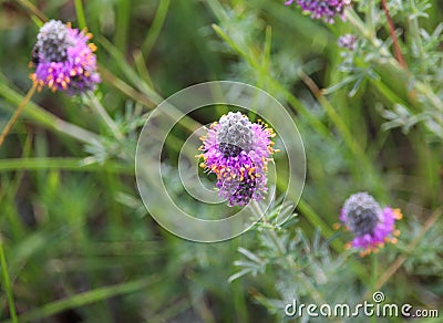 Dalea purpurea purple prairie clover wildflower Stock Photo