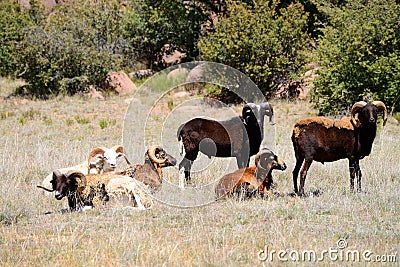 Dall and Hawaiian Rams Stock Photo