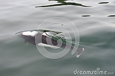 Dall Porpoise Stock Photo